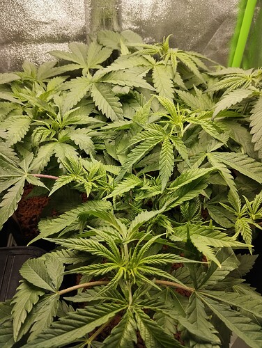 Growreport Bild 9