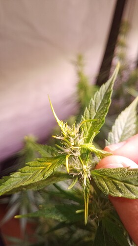 IMG_20241005_084141_047