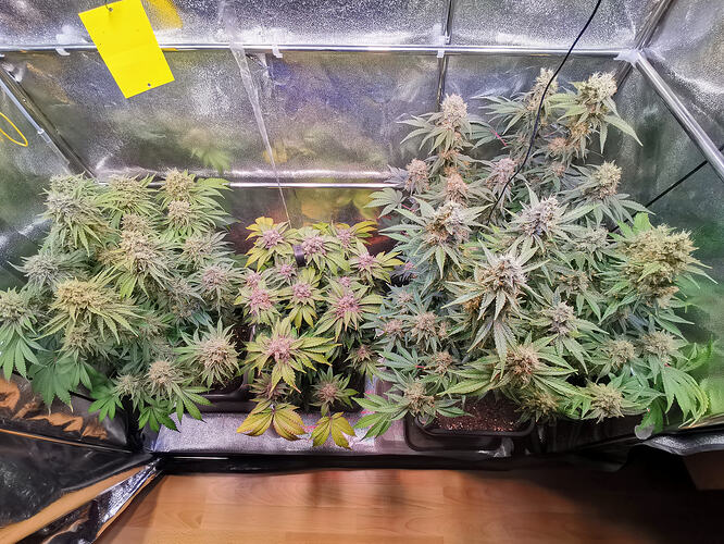 Growreport Bild 26