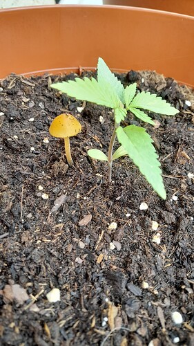 Growreport Bild 1