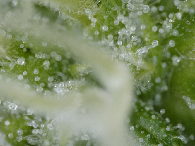 trichome02-20250601