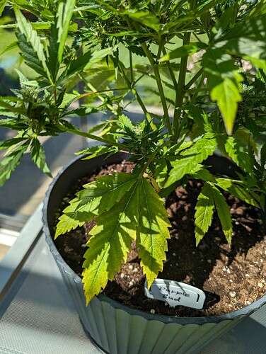 PXL_20240609_085118151