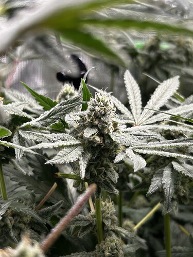 Growreport Bild 30
