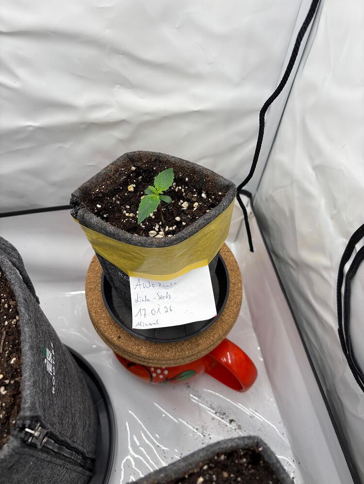 Growreport #1: Big Bio, kleine Mineralische, alles Autos