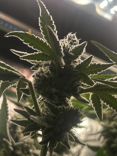 Growreport Bild 23