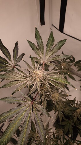 Growreport Bild 2