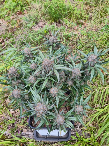 Growreport Bild 25