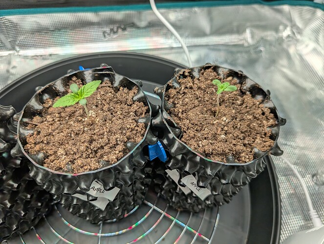 Growreport Bild 2