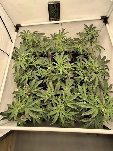 Growreport Bild 37