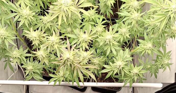 Growreport Bild 16