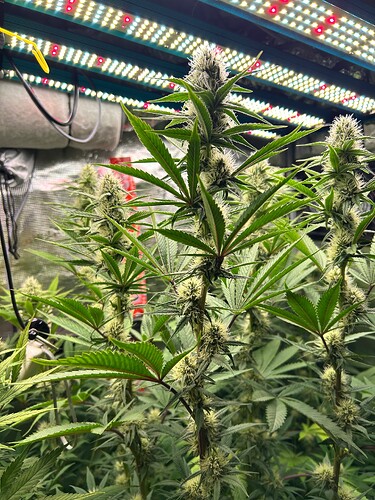 Growreport Bild 4