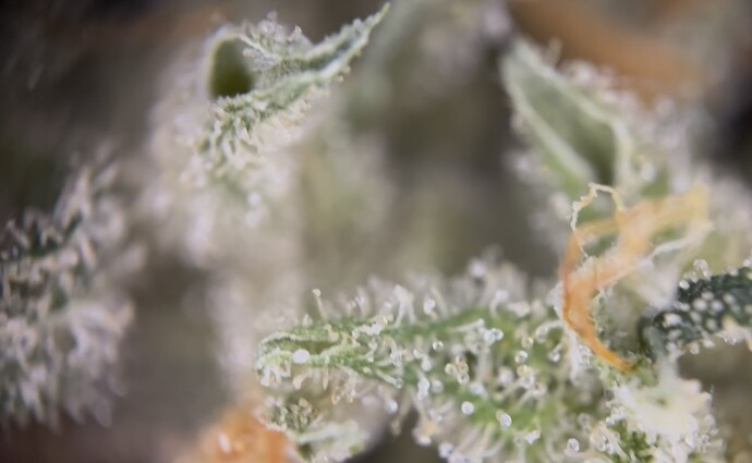 Growreport Bild 35