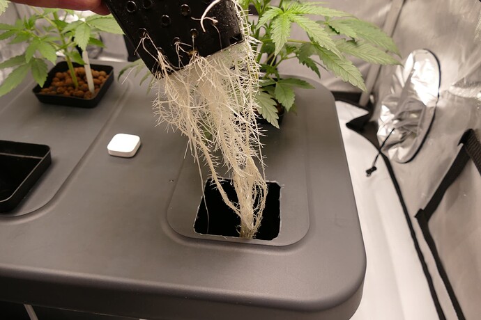 Growreport Bild 1