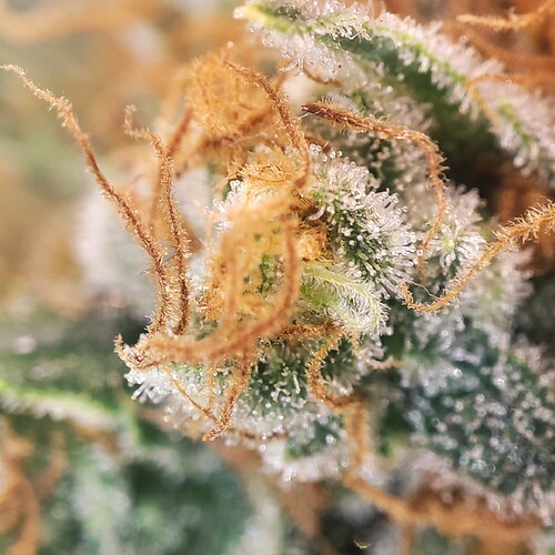 Growreport Bild 60