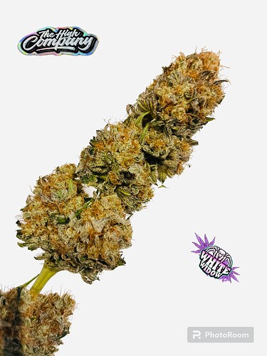 Photoroom_20240217_181329