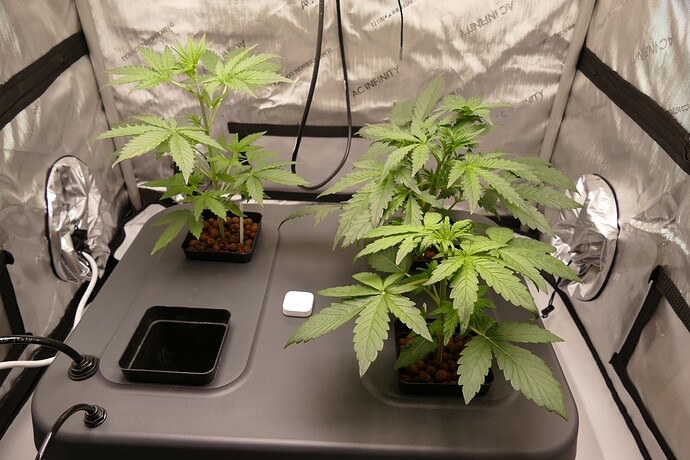 Growreport Bild 4
