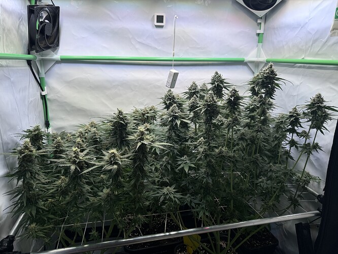 Growreport Bild 29