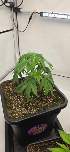 Growreport Bild 52