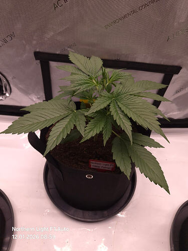 Eine junge Cannabis-Pflanze in einem schwarzen Stofftopf in einem Grow-Zelt.