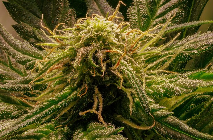 Growreport Bild 13