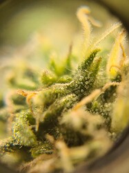 Growreport Bild 15