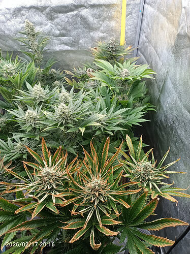 Growreport Bild 3