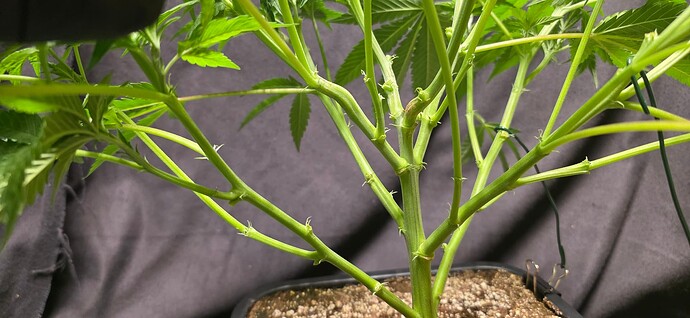 Growreport Bild 86