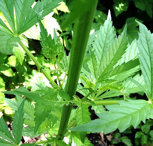 Grow25_0625_HK2schaden_4