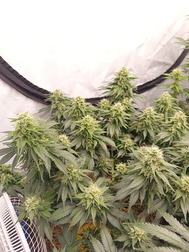 Growreport Bild 5