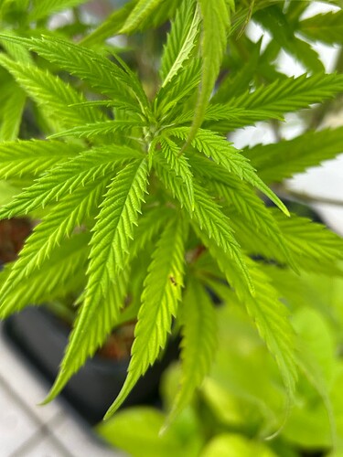 Growreport Bild 50