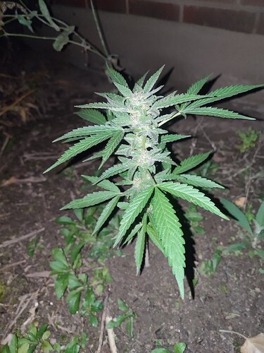 Growreport Bild 27