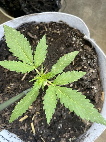 Growreport Bild 1