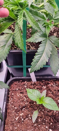 Growreport Bild 13