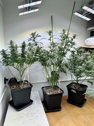 Growreport Bild 1