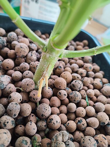 Growreport Bild 114