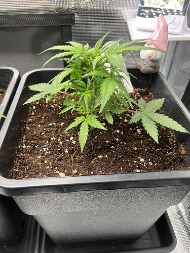 Growreport Bild 5