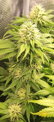 Growreport Bild 26