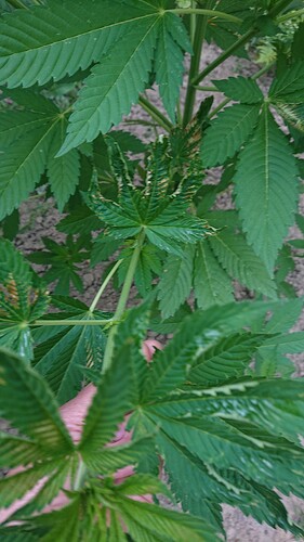 Growreport Bild 9