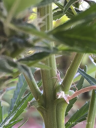 IMG_20240715_1917041