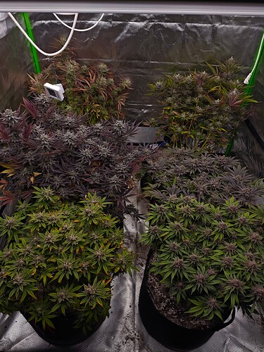 Growreport Bild 9