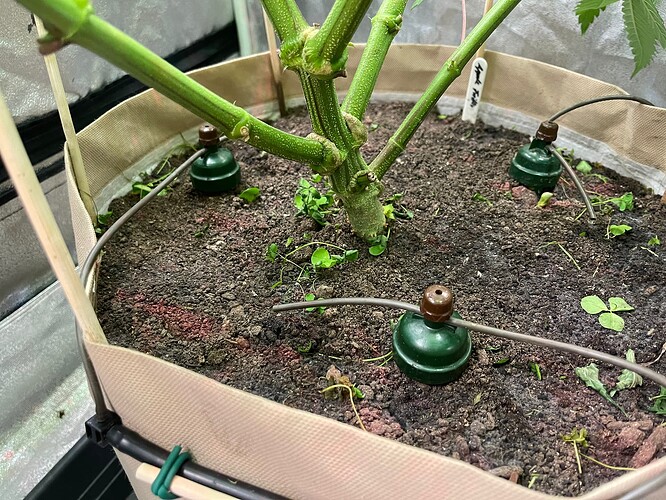 Growreport Bild 3