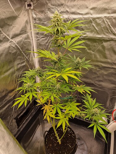 Eine einzelne Cannabispflanze in der Blütephase, die in einem schwarzen Topf in einem Growzelt steht. Die Pflanze hat mehrere Blütenstände und einige gelbliche Blätter am unteren Teil.