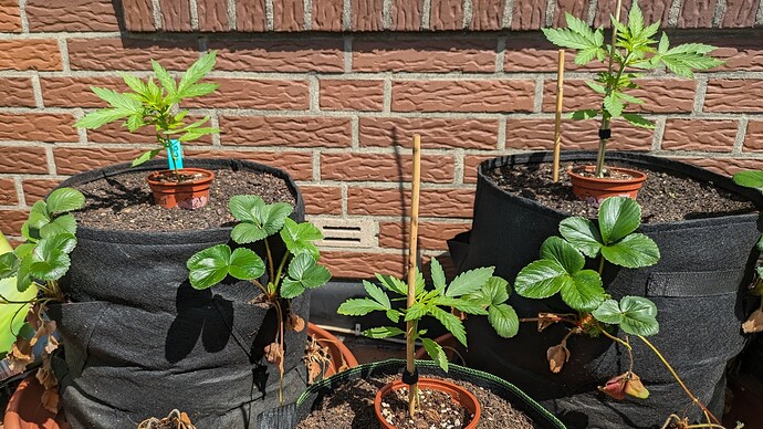 PXL_20240531_093520429