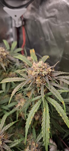 Growreport Bild 1