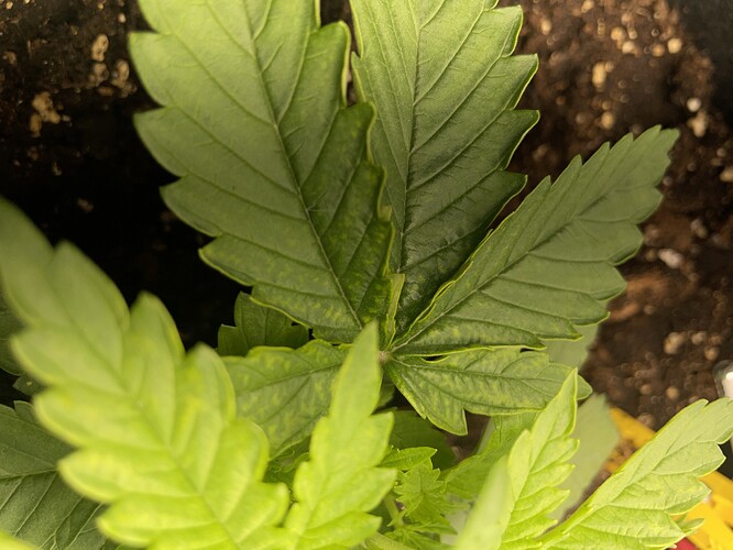 Growreport Bild 6