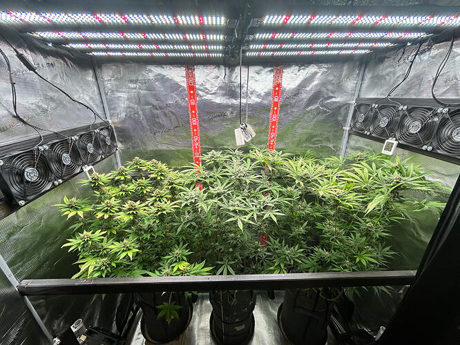 Blick in ein Growzelt mit drei Cannabis-Pflanzen unter LED-Beleuchtung.