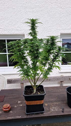 Growreport Bild 4