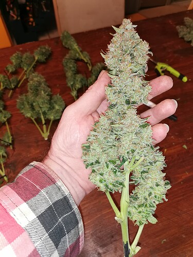 IMG_20241018_1735311