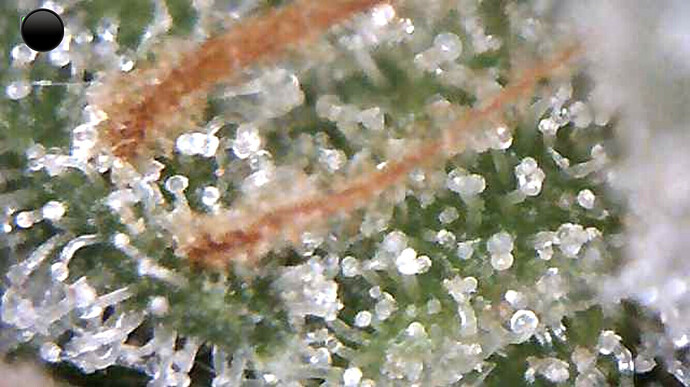Growreport Bild 25