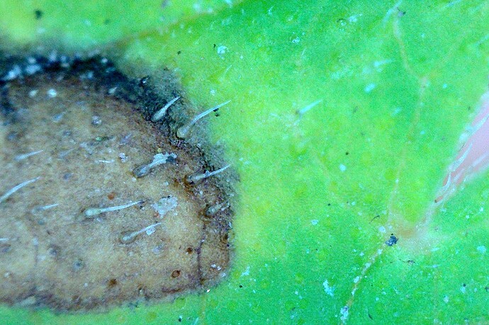 Grow25_0906_Mikros_16_chlorose